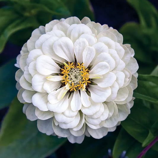 Zinnia F1 Tall White Summer Flower Seeds