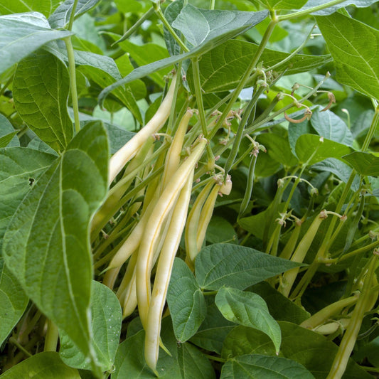 Golden Wax Climbing Beans – Premium High-Yield Climbing Bean Seeds Exotic Vegetable Seeds