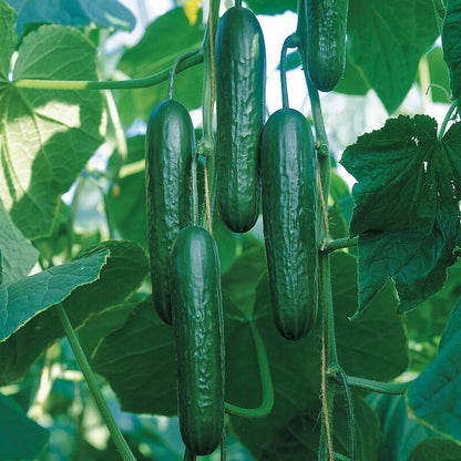 Cucumber Beit Alfa Vegetable Seeds