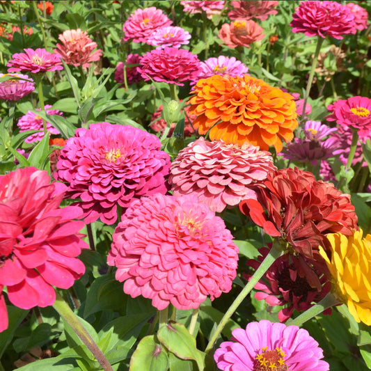 Zinnia F1 Tall Mixed Summer Flower Seeds