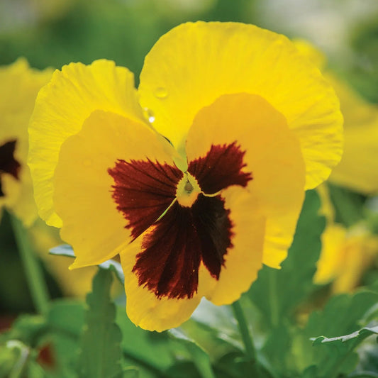 Pansy Yellow Blotch Winter Flower Seeds