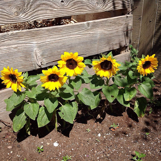 Sunflower Sunspot Summer Flower Seeds