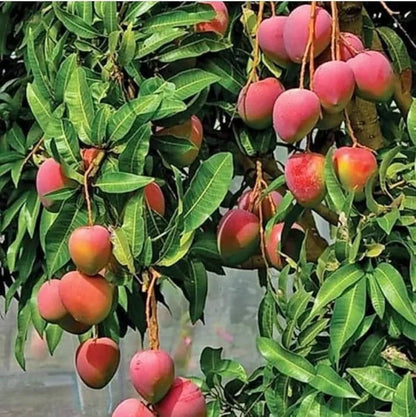 Organic Mango Fruit Seeds