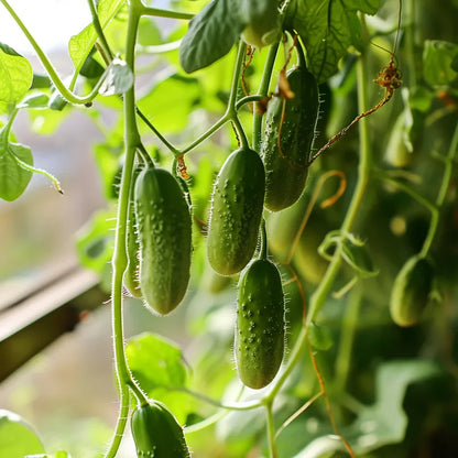 Cucumber Gherkin Vegetable Seeds