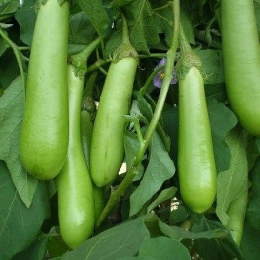 F1 Green Long Brinjal-Eggplant Vegetable Seeds