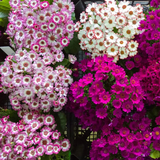 Cineraria Mixed Color Flower Seeds