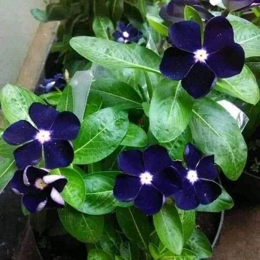 Vinca F1 Nana Black Purple Summer Flower Seeds