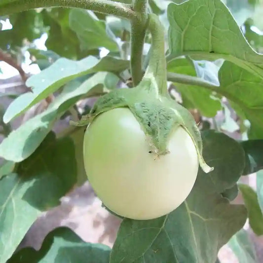 Brinjal-Eggplant F1 White Oblong Type Vegetable Seeds