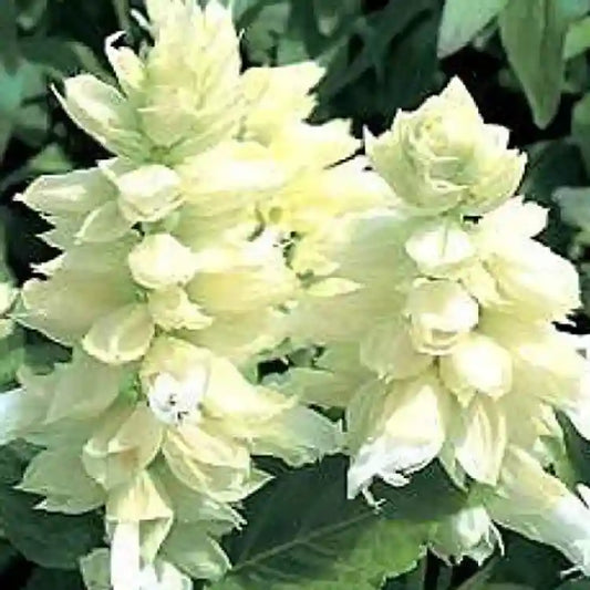 Salvia Salsa White Winter Flower Seeds