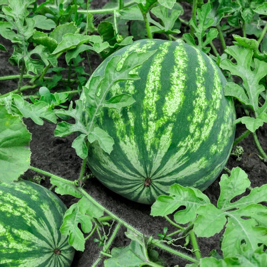 Watermelon F1 Hybrid Green Aalam Daksh Vegetable Seeds