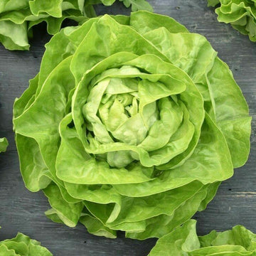 Lettuce Salad - Butter Head Green Microgreens Seeds