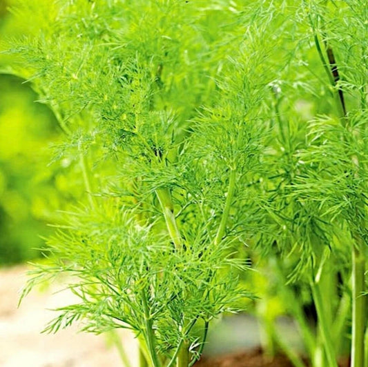 Imported Soya Herb Seeds – Premium Quality Dill for Cultivation