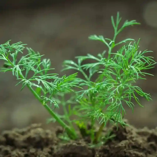 Imported Soya Herb Seeds – Premium Quality Dill for Cultivation