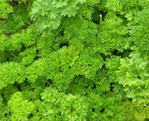 Parsley Forest Green Exotic Vegetable Seeds