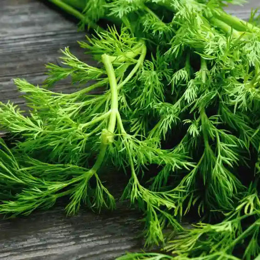 Aneth Imported Herb Seeds