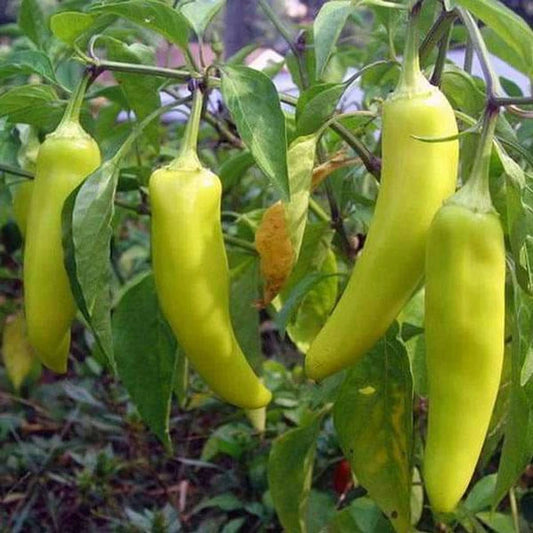 Chilli Pepper Sawia Fe Grande Vegetable Seeds