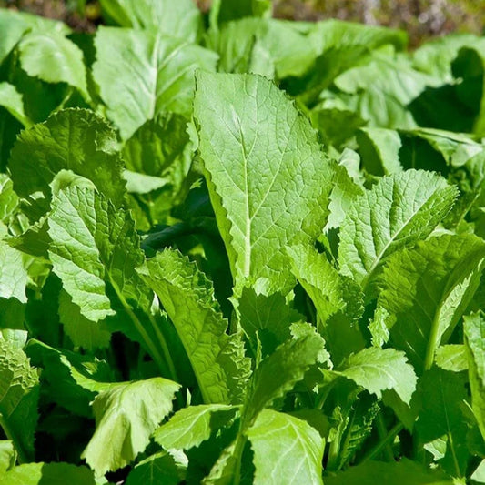 Mustard Indian Sarso Leaf Vegetable Seeds