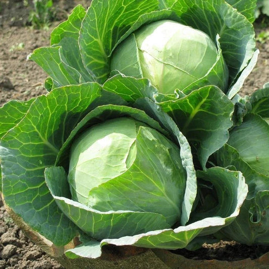 Cabbage F1 Hybrid Vegetable Seeds