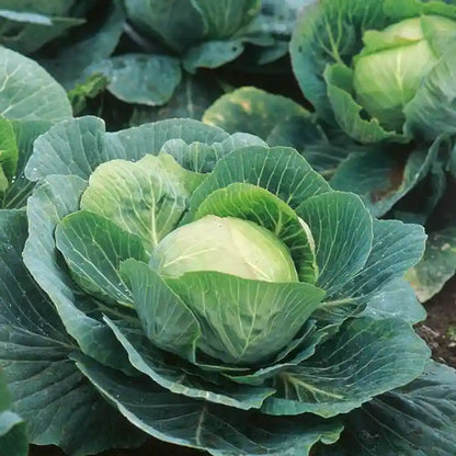 Cabbage F1 Hybrid Deep Shikha 60 Seeds