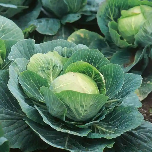 Cabbage F1 Hybrid Deep Shikha 60 Seeds