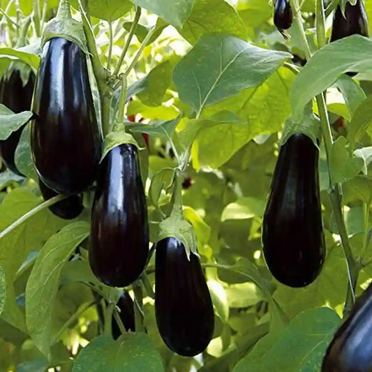 Brinjal Eggplant F1 Hybrid Crypton Kranti Vegetable Seeds