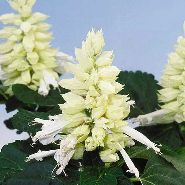 Salvia Salsa White Winter Flower Seeds