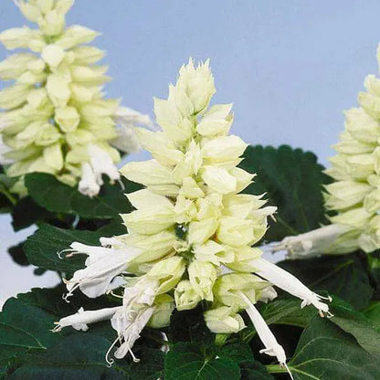 Salvia Salsa White Winter Flower Seeds