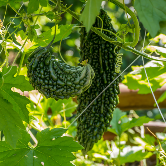 Bittergourd F1 Chu-Chu 415 Vegetable Seeds