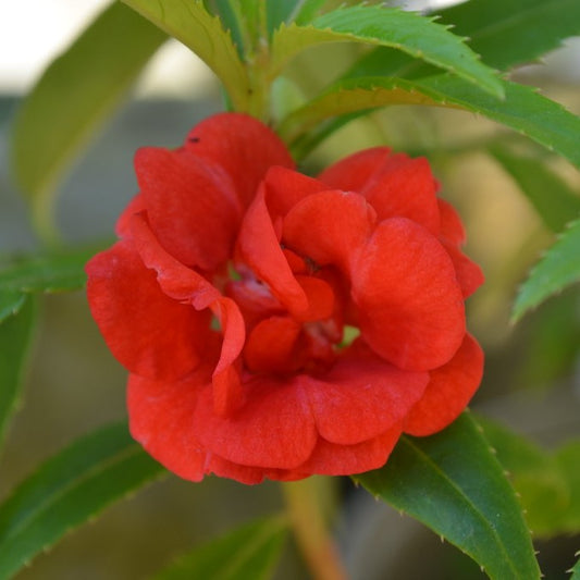 Balsam Red Flower Seeds