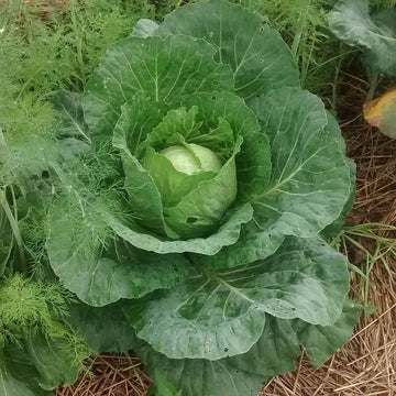 Organic Green Leaf Cabbage Microgreens Seeds