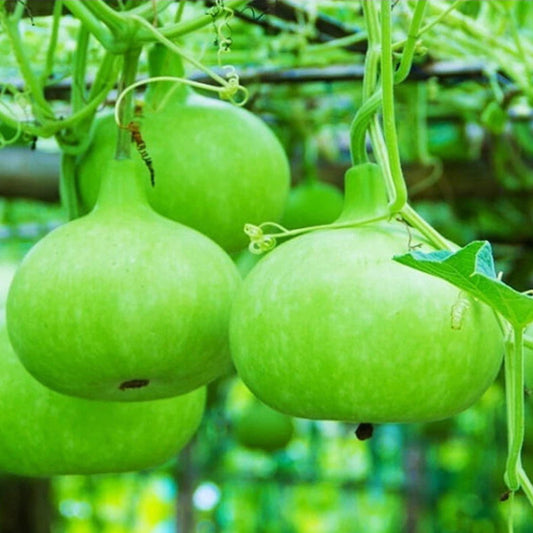 Bottlegourd F1 Round Vegetable Seeds