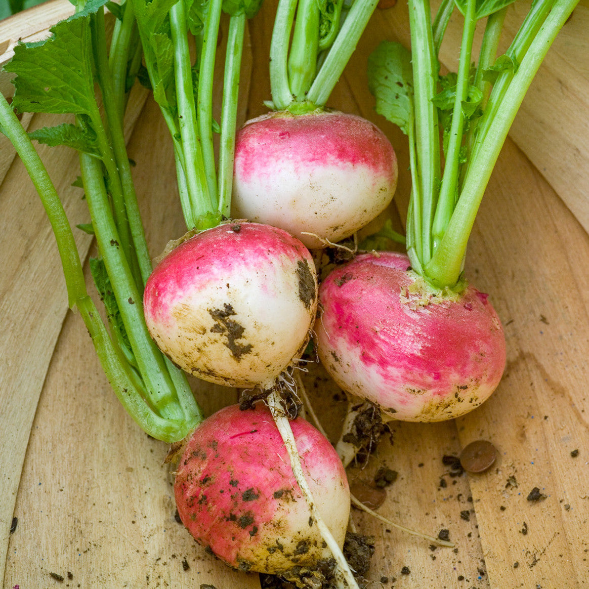 Radish Half Red Round Microgreens Seeds