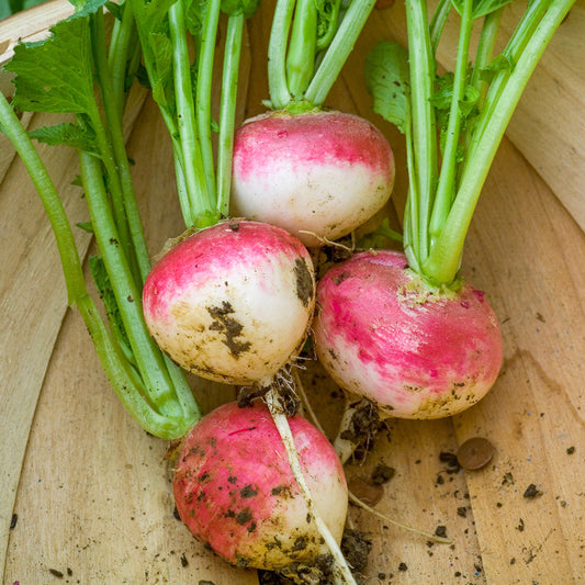 Radish Half Red Round Microgreens Seeds