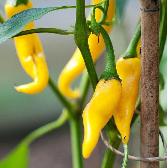 Chilli Hot Yellow Desire Vegetable Seeds