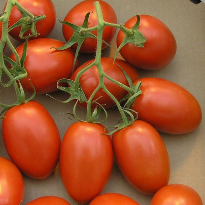 Tomato Heirloom Roma VF Vegetable Seeds