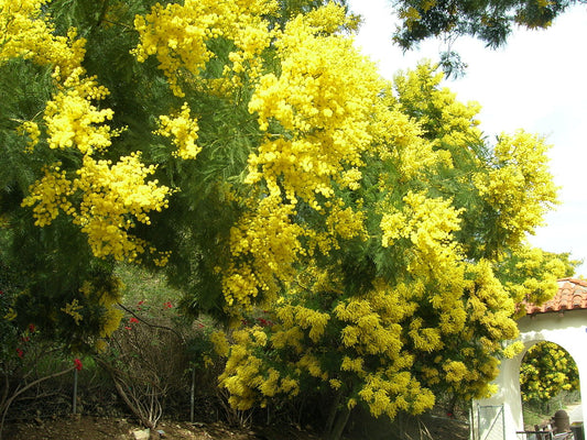 Acacia Decurrens Herb Seeds