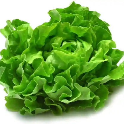 Fresh Iceberg Microgreens Seeds for Nutritious Lettuce Salad