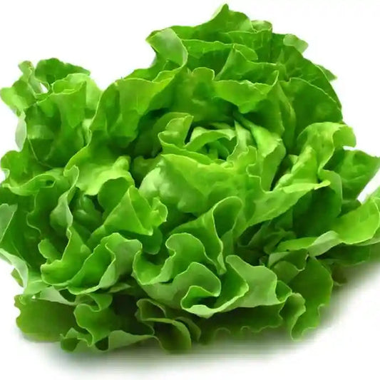Fresh Iceberg Microgreens Seeds for Nutritious Lettuce Salad