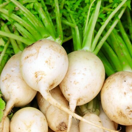 Round Half White Radish - Fresh and Crisp, Perfect for Your Dishes