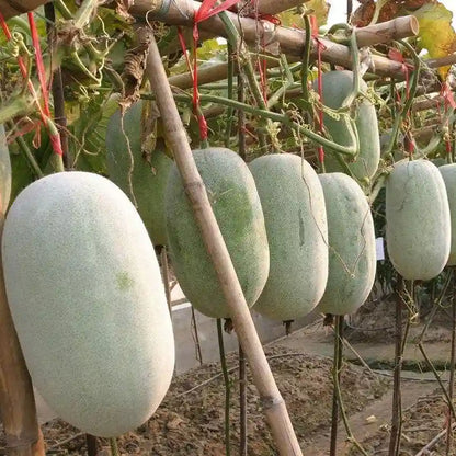 Ash Gourd Hybrid Raumak Vegetable Seeds