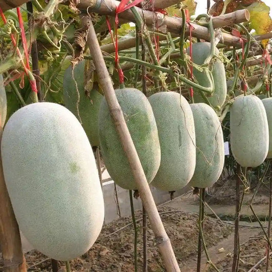 Ash Gourd Hybrid Raumak Vegetable Seeds