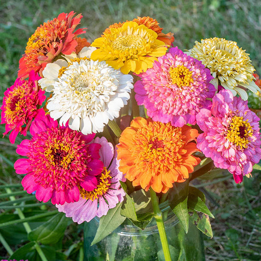 Zinnia Scabiosa Mixed Summer Flower Seeds