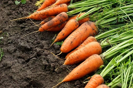 Carrot IMP Karuda Vegetable Seeds