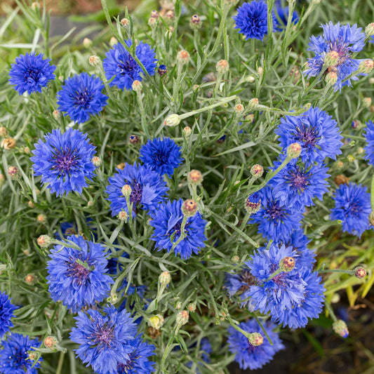 Cornflower Grand Mix Edible Flower Seeds