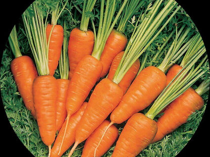 Carrot IMP Early Nantes Vegetable Seeds