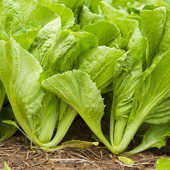 Saag GM Dhari Vegetable Seeds