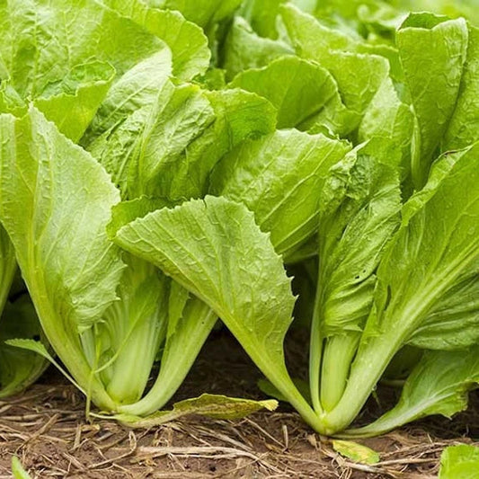 Saag GM Dhari Vegetable Seeds