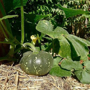 Pumpkin F1 Hybrid Bheena Vegetable Seeds