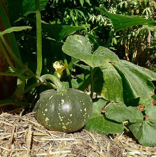 Pumpkin F1 Hybrid Bheena Vegetable Seeds