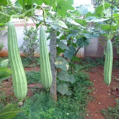 Ridge Gourd F1 Hybrid Dhari Tori Vegetable Seeds